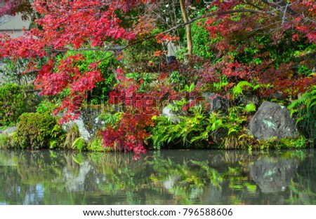 Maple trees with a pond at autumn forest in Arashiyama, Japan.