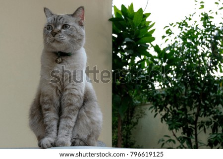 Profile of mixed Thai and Persia cat sitting on the edge of the table on a half tree background. 