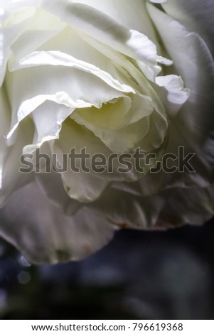 rose flower macro white shine
