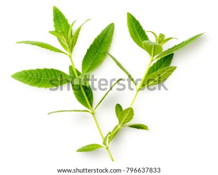 fresh lemon verbena leaves isolated on white Royalty-Free Stock Photo #796637833