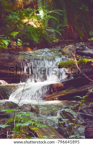 Stream in the rainforest