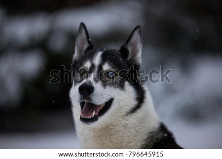 A portrait of a husky with a blue eye looks straight into the picture.