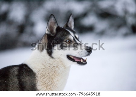 A husky in the snow looks to the right out of the picture.
