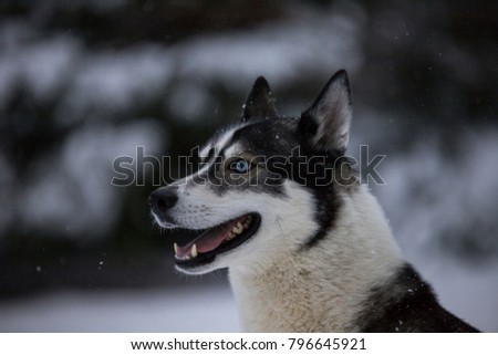 A husky in the snow looks to the left from the picture.