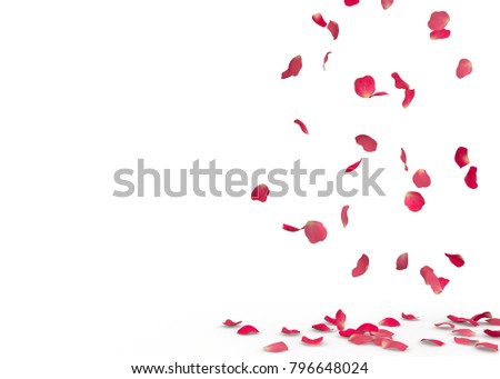Rose petals fall to the floor. Isolated background Royalty-Free Stock Photo #796648024