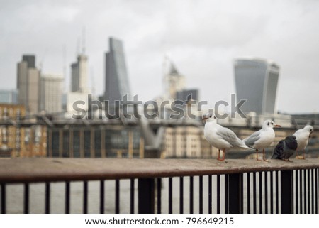 Seagulls with London skyline background