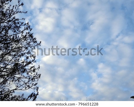 Beautiful dark tree and blue sky with clouds in spring season.