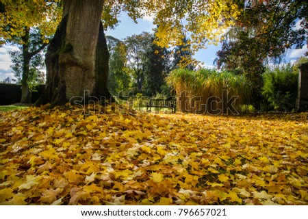 Autumn leaves and colour at Cholmondeley Castle gardens,Cheshire