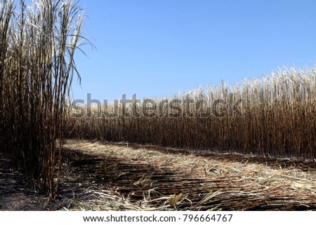 Sugar cane plantation burn, sugarcane, sugarcane field is burned for harvesting, Background picture of sugar cane farmers farm