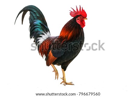 Rooster bantam crows isolate on white background Royalty-Free Stock Photo #796679560