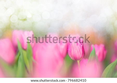 Tulips in background for Easter concept