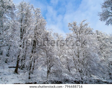 Beautiful blue winter forest sky.