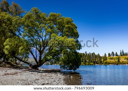 Tree, lake landscape, glenorchy queenstown, NZ