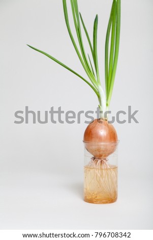 bulb with an extensive root system and green onion stalks growing in a clear glass of water on a white background
