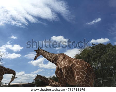 The Giraffe in Open Safari , Thailand