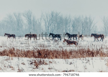 a herd of wild horses running across a winter field