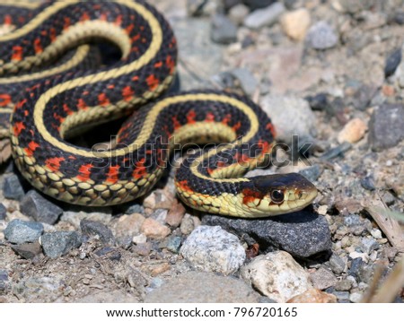 Common Garter Snake - Thamnophis sirtalis Royalty-Free Stock Photo #796720165