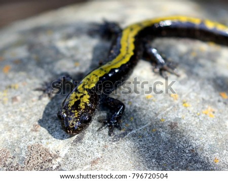 Long-toed Salamander - Ambystoma macrodactylum