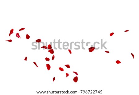 Red rose petals fly in a circle. The center free space for Your photos or text. Isolated white background Royalty-Free Stock Photo #796722745