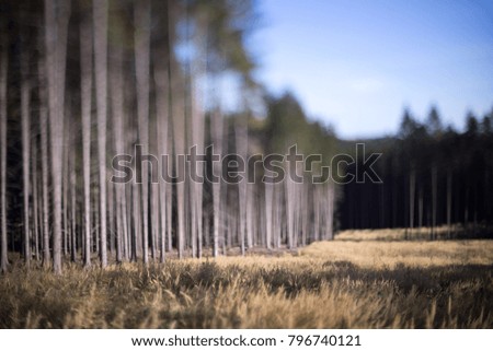 Abstract natural background of out of focus forest or bokeh, Blurred background forest, Abstract forest background, Defocused blurry bokeh