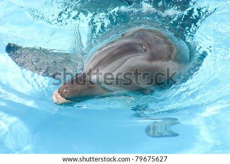 Beautiful dolphin swimming in the blue water
