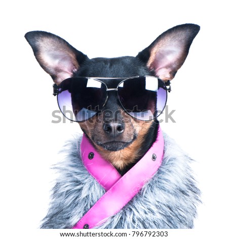 Dog in the clothes of a skier, a fur jacket and glasses. Active way of life, sport. Portrait of a dog isolated. Fashionable winter clothes on a dog Royalty-Free Stock Photo #796792303