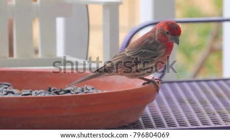 Male House Finch Feeding - Close up photograph of a male House Finch on a clay dish with sunflower seeds in it.  Selective focus on the finch. 
