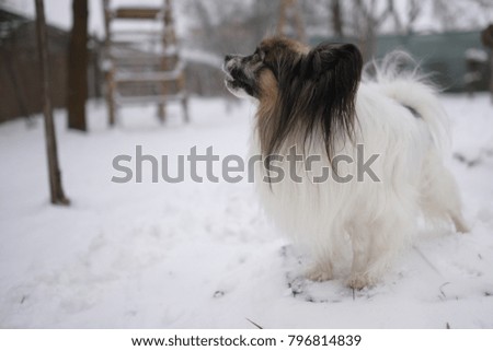 Portrait of a Papillon Purebreed Dog in winter