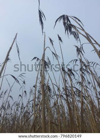 german weeds grass