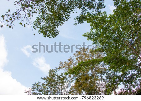 green leaf of treetop with sunlight