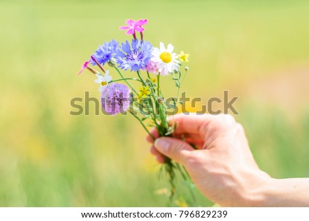 Beautiful colored spring flowers with red purple blue white rose shiny shapes hand picked for a flower bunch in a blooming green park Royalty-Free Stock Photo #796829239