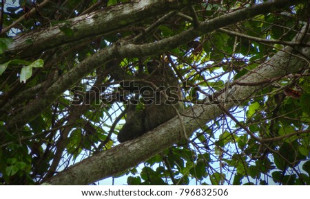 Manuel Antonio Costa Rica sloth way off in the trees