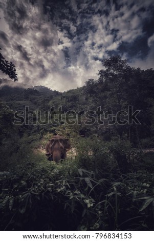 Elephant in the jungle