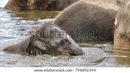 Picture with a funny young elephant swimming