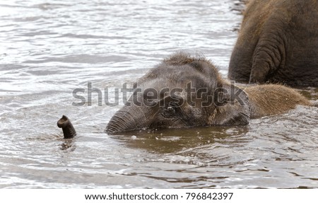 Background with a funny young elephant swimming