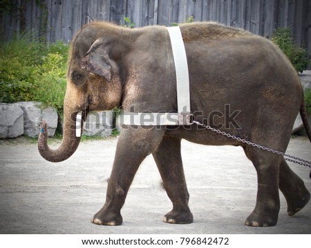 Background with an elephant showing circus