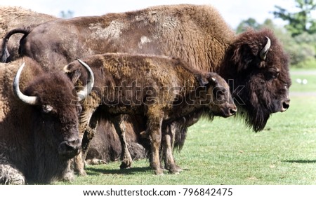 Isolated image of three bison standing together
