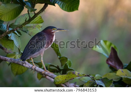 A green heron perches on a branch overlooking a large pond in Costa Rica.