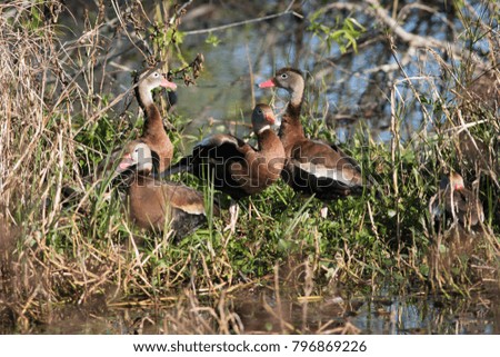 Group of whistling ducks on edge of marsh waters