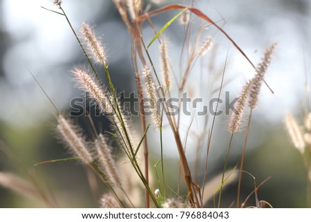 Squirrel tail white grass