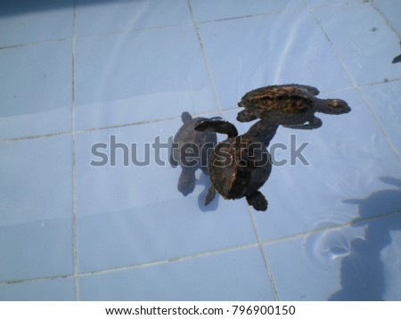 Young sea turtle in small concrete pond. Sea turtle conservation center in Thailand