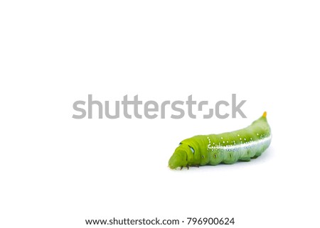 Green butterfly worm (Leaf eating caterpillar) on white background