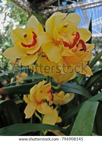 Orchid is one of the most diverse flowering plants, with about 899 species and about 27,000 plant species. Orchid species can be found all over the world. Residents of many landscapes, except for the 