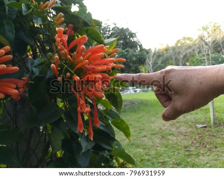 Photographer's Hand with Orange Trumpet Flower