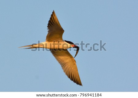 Common tern (Sterna hirundo) in flight, carrying a fish