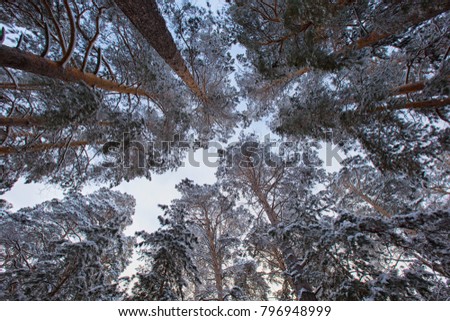Daytime view of the snowy winter pine forest