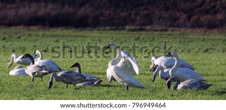 A trumpeter swan spreads its wings while wading in soggy green fields with a flock of companions.