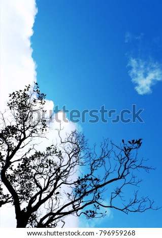 silhouette dry branch tree with colorful blue sky and clouds background.shoot picture from ground.concept dry in autumn.