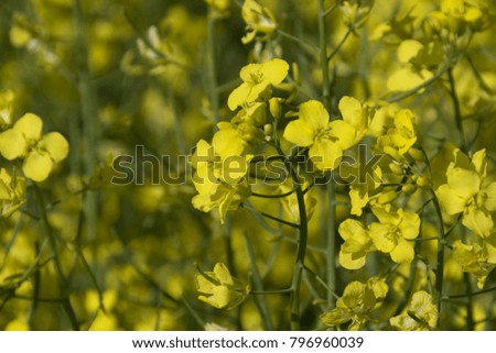 Canola, Rapeseed, colza flowers yellow summer background