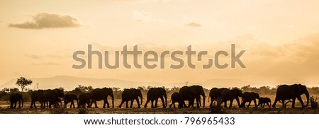 Panoramic elephant safari at dawn Royalty-Free Stock Photo #796965433
